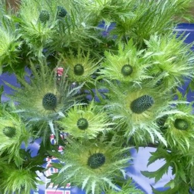 light green jackpot